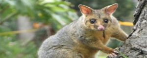 OZ Possum Removal Melbourne